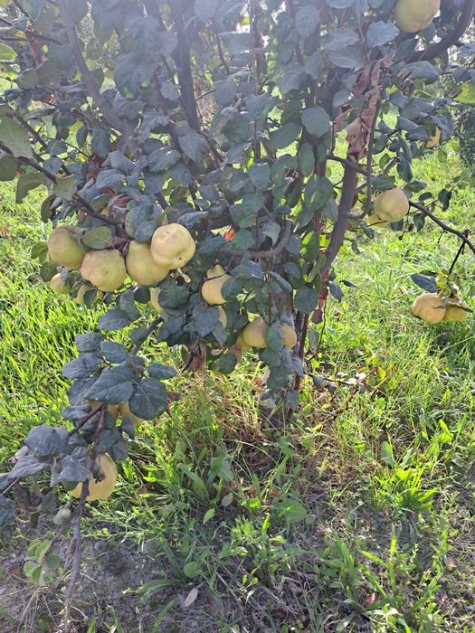 Bexi mevasi boģdan optom sotiladi