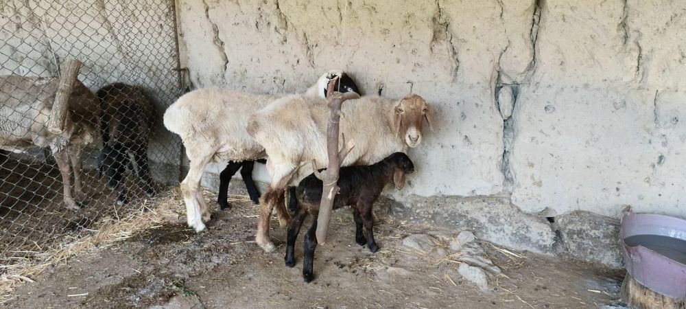 ona bola qoʻy sotiladi