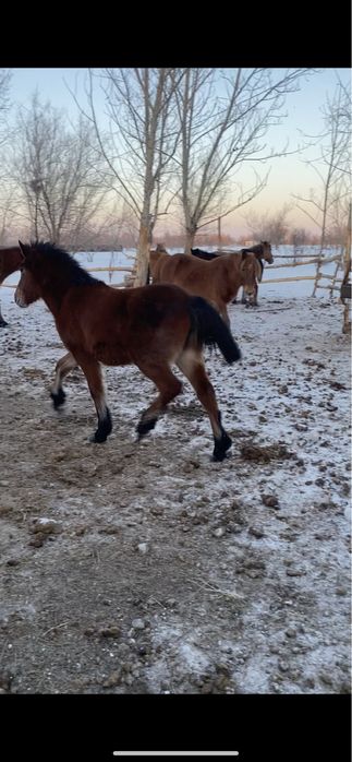 Семіз тай полутяж Ұрғашы Еркек