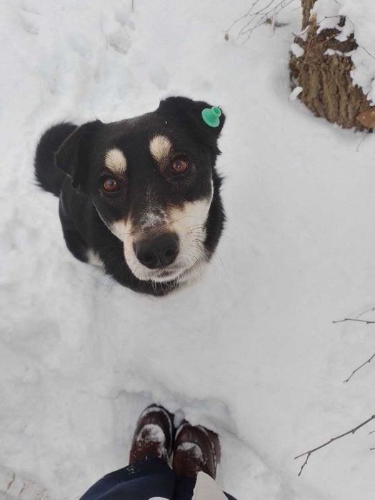 Ищем друга для собаки