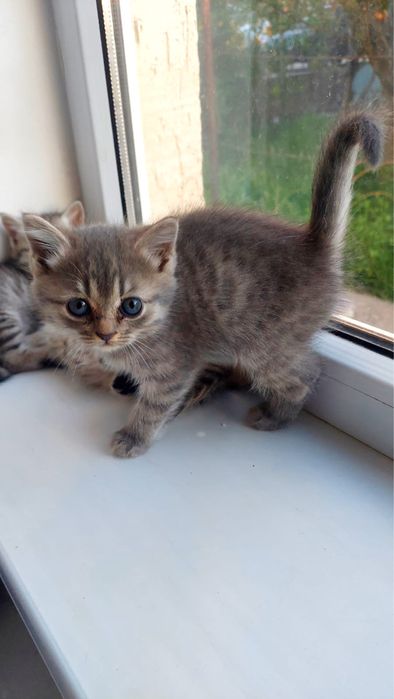 Марғаулар сүйкімді