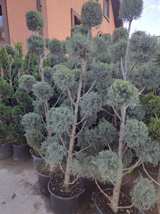 Plante decorative exemplu palmieri tuia brazi  leilandi mesteacăn