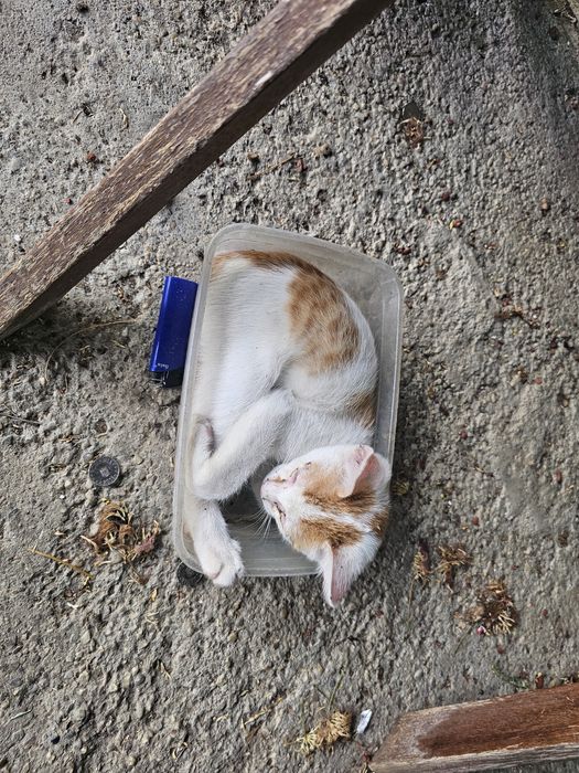 Adoptie pisici frumosi
