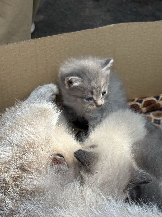 Милые котята ищут дом