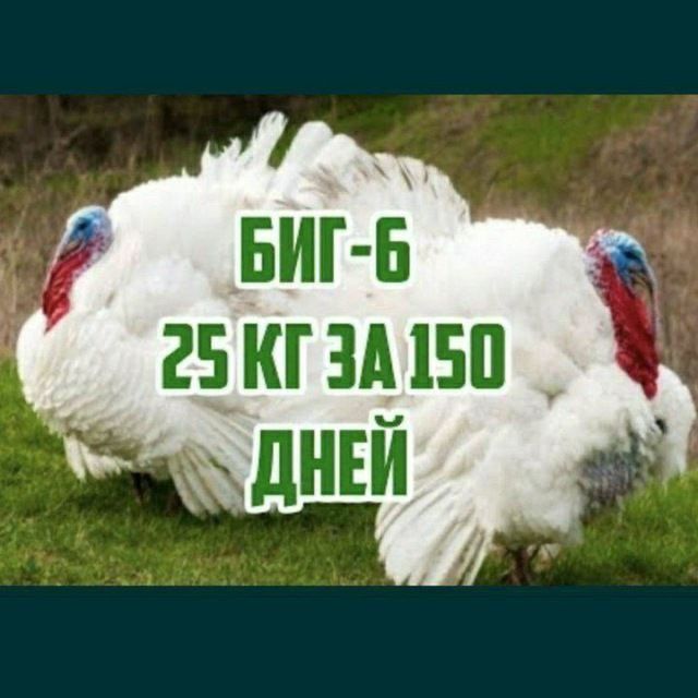 Big 6 jo’jalari sotiladi