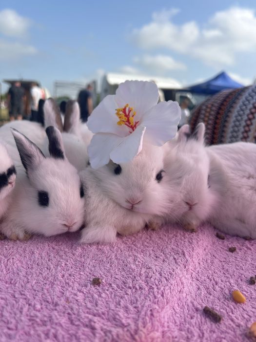 Iepurași de companie