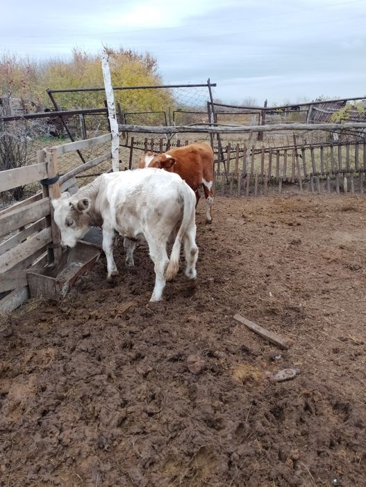 Продам бычков 8мес