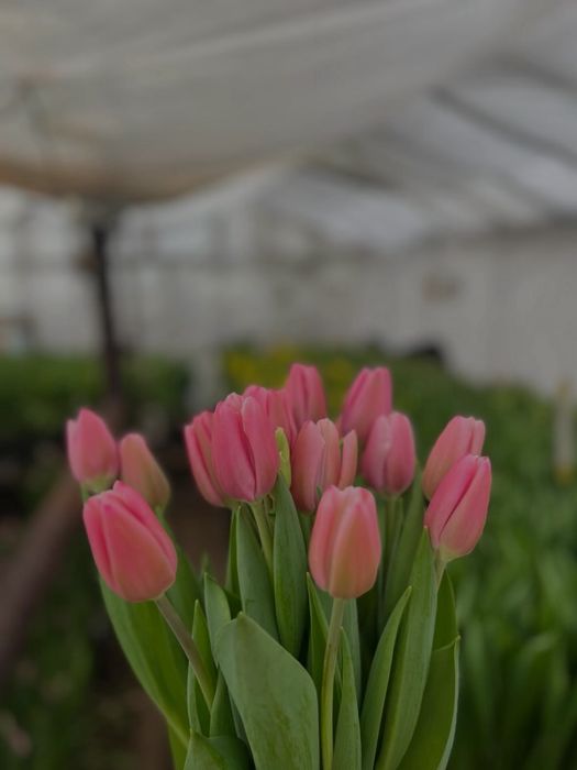 Тюльпаны из парника