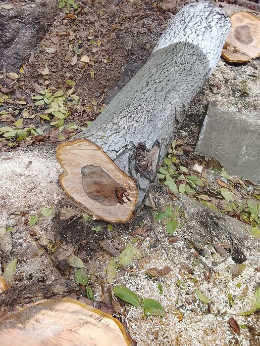 Vând butuc nuc doi 1.80 lungime  40 diametru