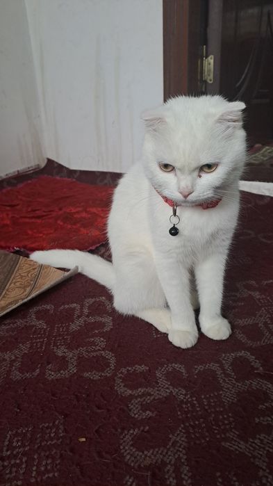 Mushuk soglom skot folt