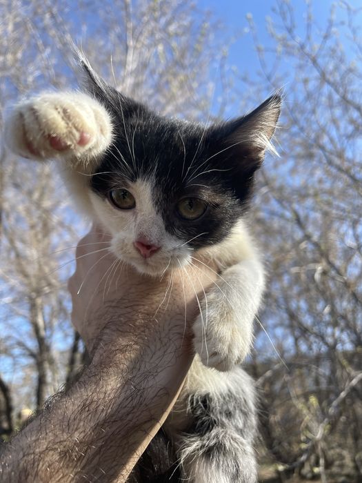 Отдам котят в добрые руки