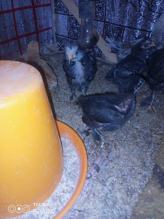 Joja damashniy kuruk tovuq ochgan