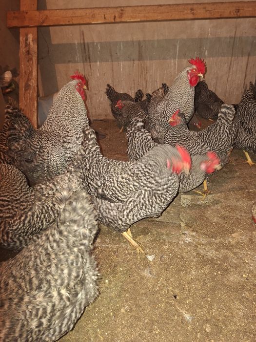 Амрокс парода заказ аламын