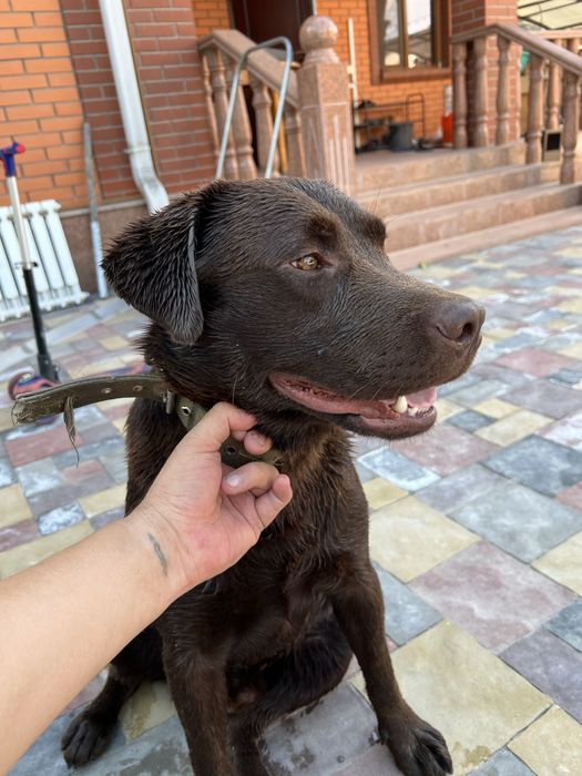 Вязка Лабрадор Ретривер кобель