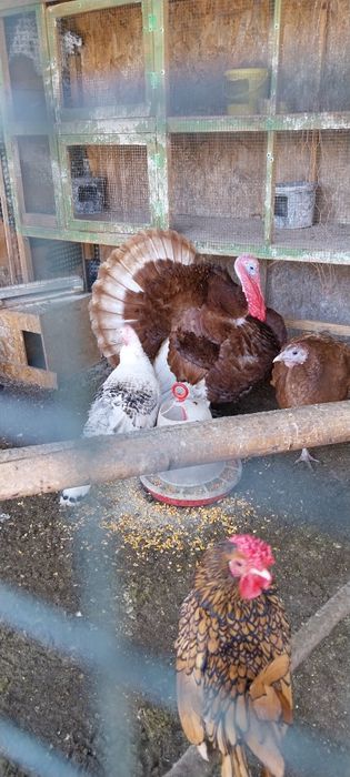 Curcani  rosu burbon