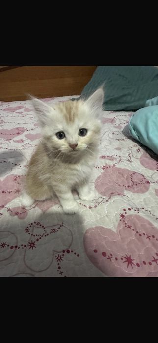 Котята 2 месяца, готовы к переезду