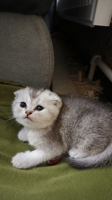Котята фолды. Окрасы золото и серебро шиншиллы,белые и пепельный.
