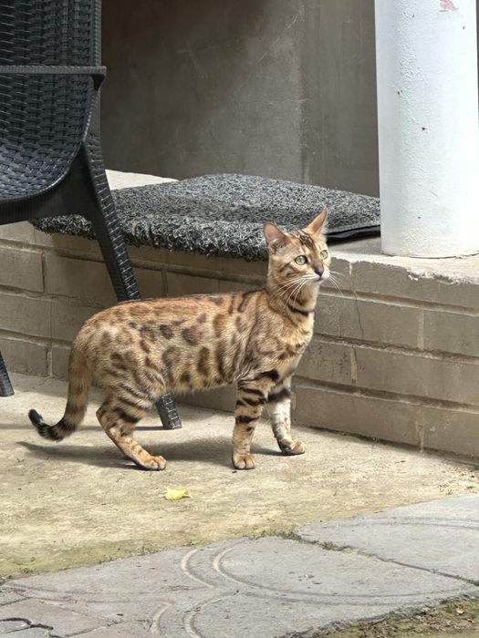 Бенгалская кошка