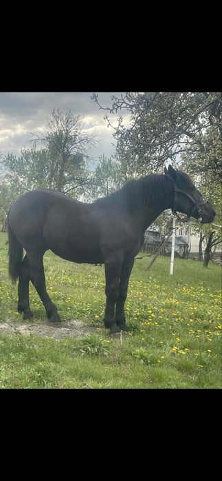 Cal de vânzare – 1 an