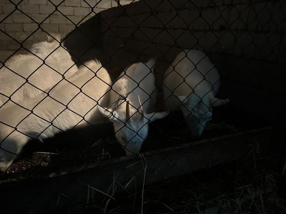 Пародный ешкілер сатылады, лақтарымен бірге