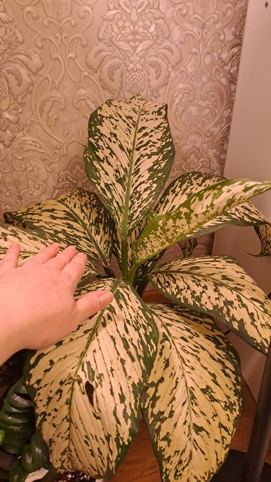 Продам диффенбахию Вайт Этна