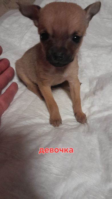 Щенки той терьера