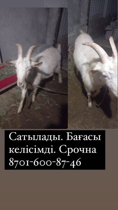 Теке сатылады, әдемі, сұлу