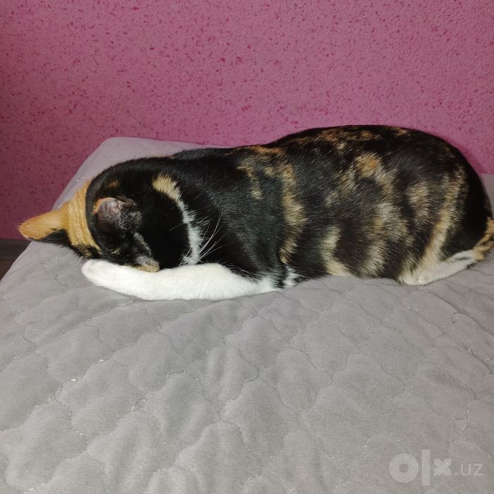 Отдам в хорошие руки