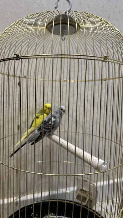 Папугай как на фото