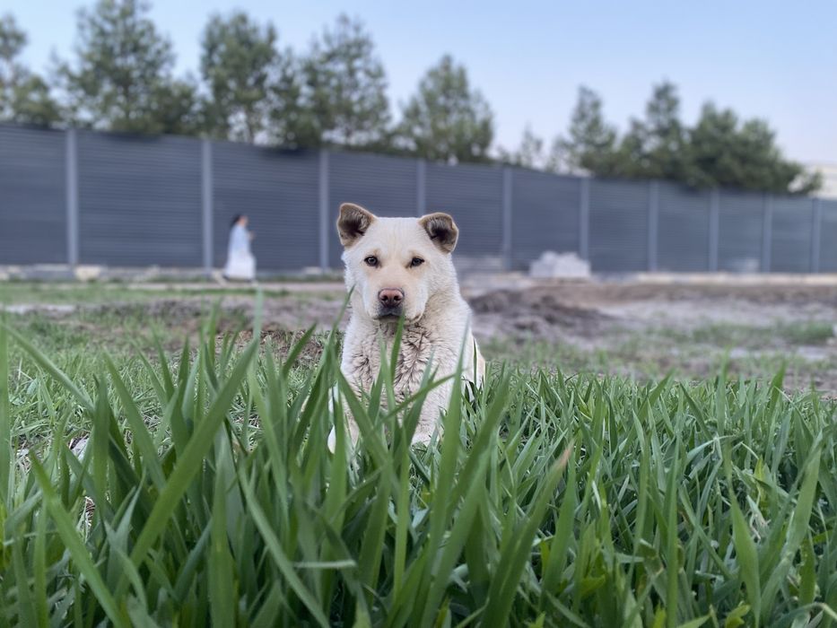 Добрая собачка Луна ищет свой дом