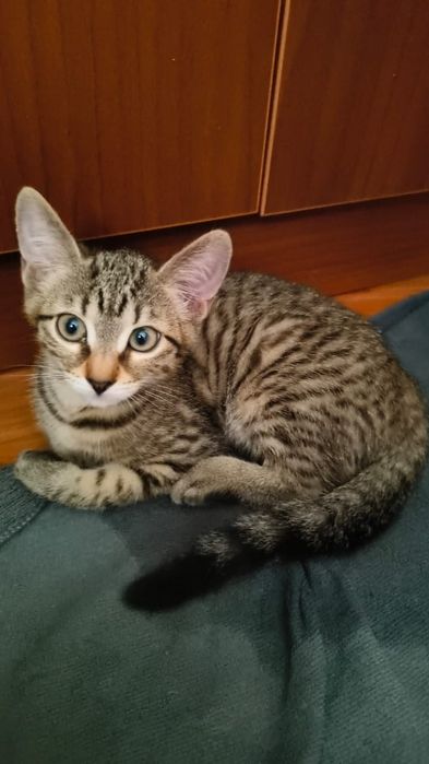 Отдам красого котёнка (кошечка)