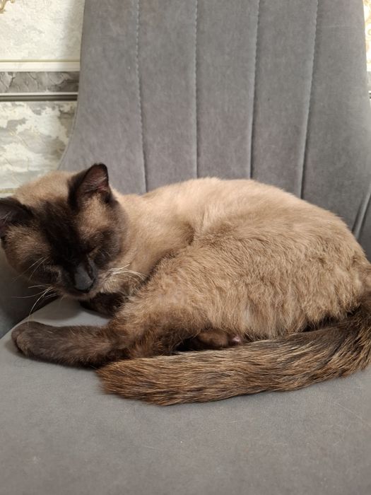 Отдам кота в добрые руки
