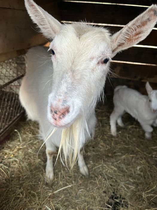 Vând capră bună de lapte cu doi iezi
