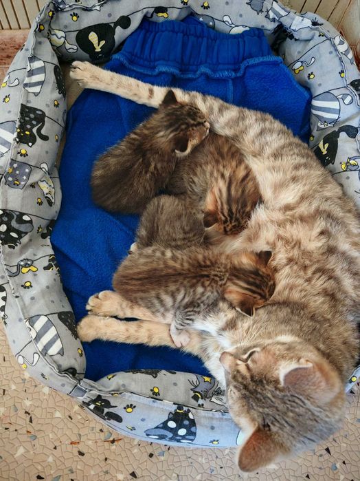 Отдам котят в добрые руки