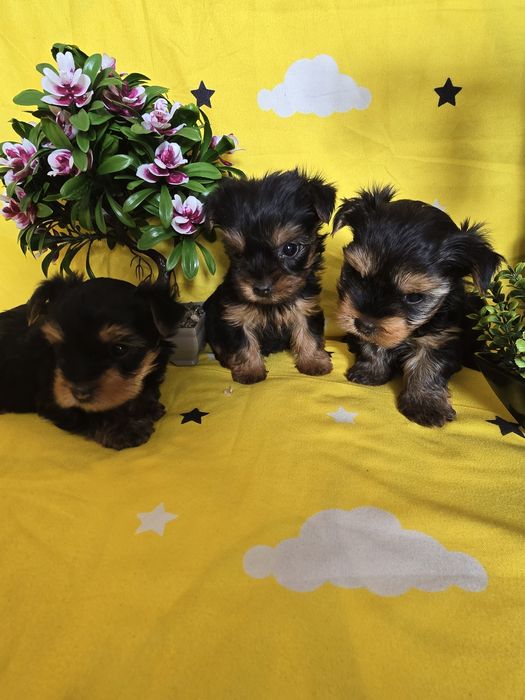 Мини йоркширски териер