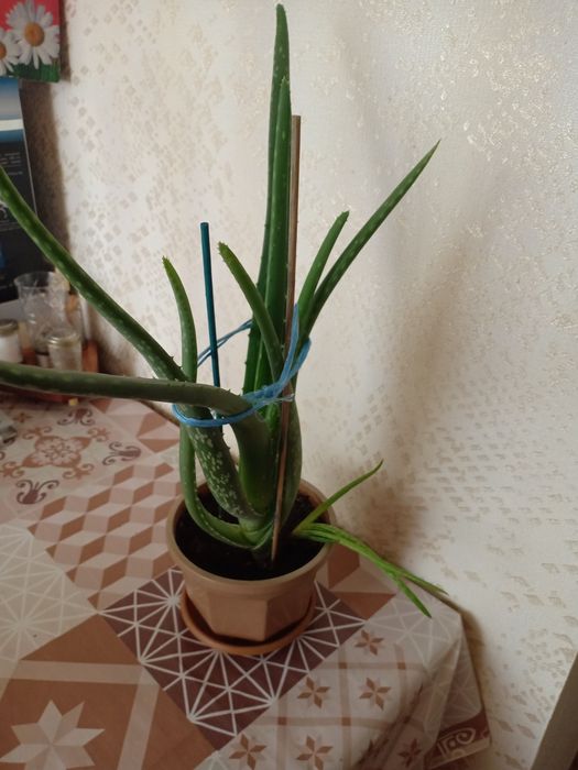 Алое - вера продам