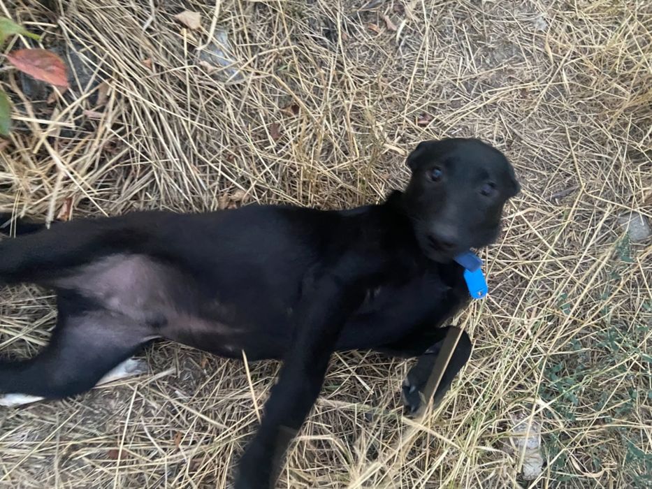 Щенки трёх месяцев ищут дом