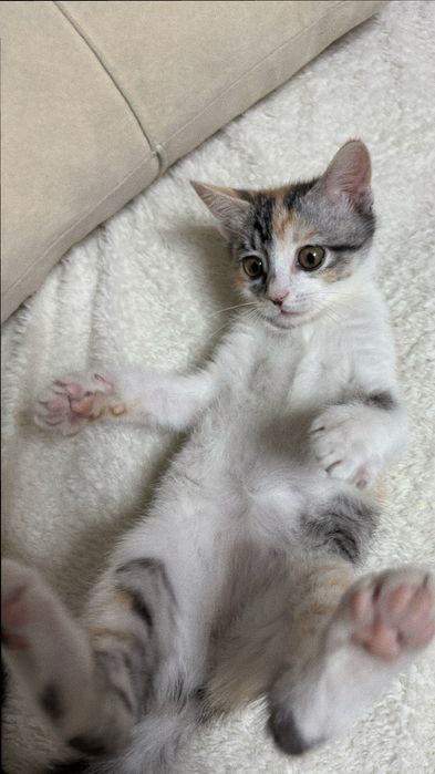 Продам котенка