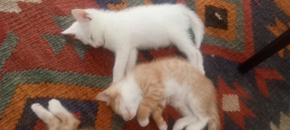 Отдам даром сладкие кошок