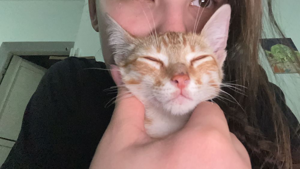 Котик в добрые ручки , мальчик