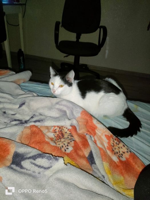 ПРОПАЛ кот! Р. Мирный