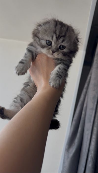 Чистокровные шотландцы вислоухие скоттиш фолд