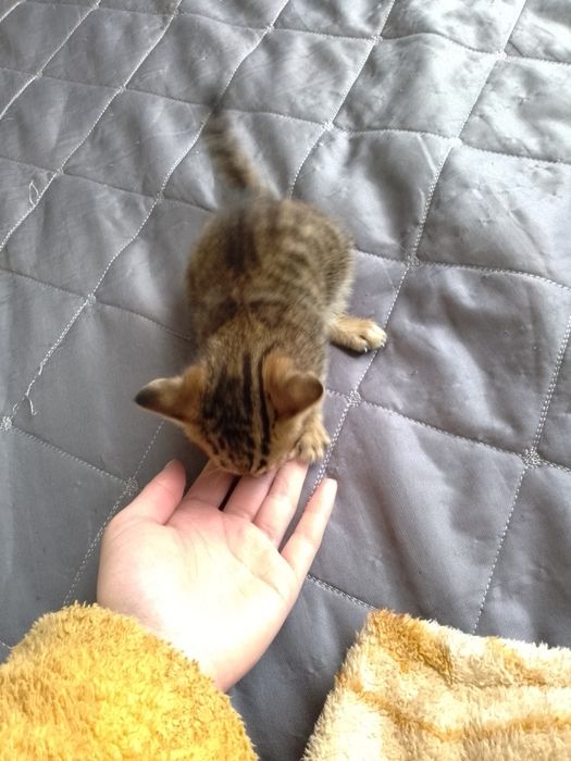 Бенгальские котята