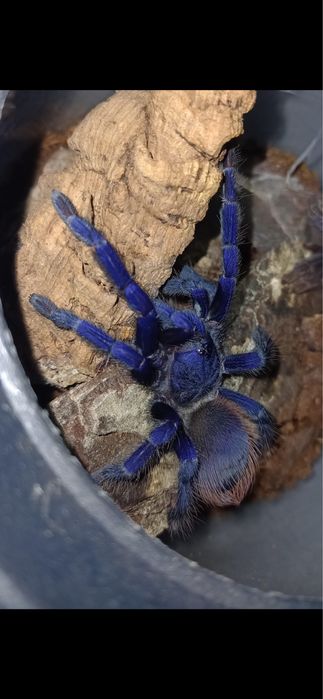 Екзотични животни широка гама- всякакви видове включително по-поръчка