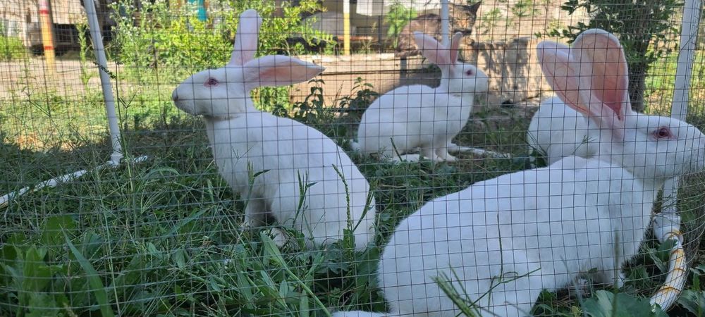 Продаю Великан кролик 5 месец