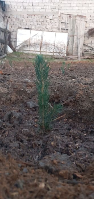 BOĜBONProfi boĝbonprofi