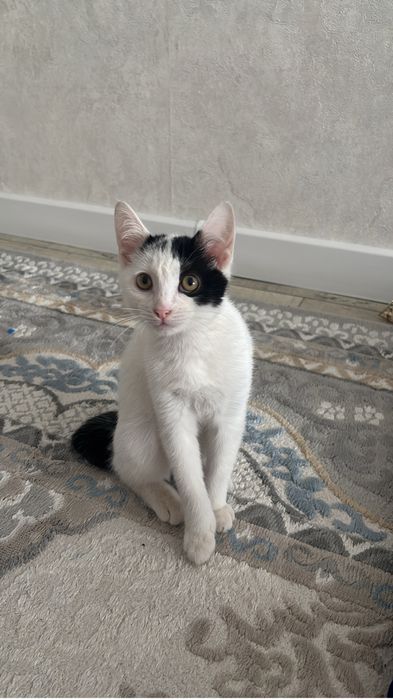 отдаем кошку бесплатно