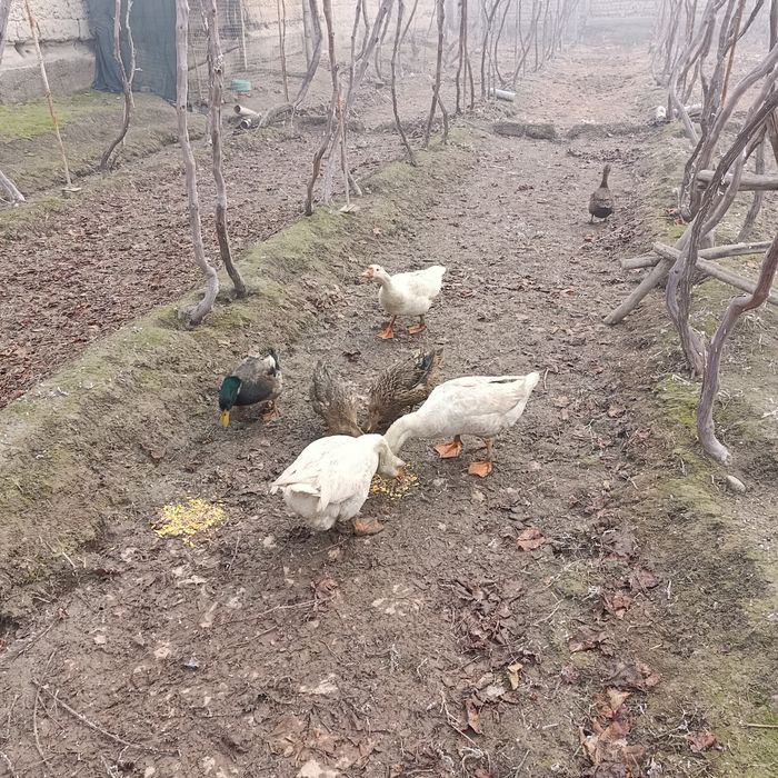 Gʻozlar va Oʻrdaklar