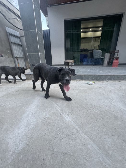 Срочно продаются Кане корсо