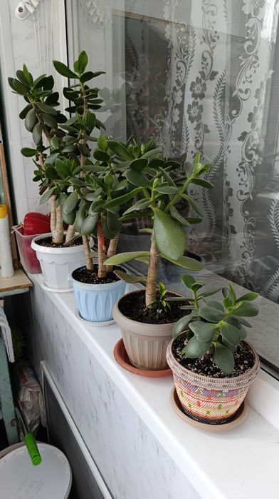 продам кактусы денежное дерево